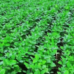 Maze Avadte Pik Soybean Nibandh:माझे आवडते पीक: सोयाबीन