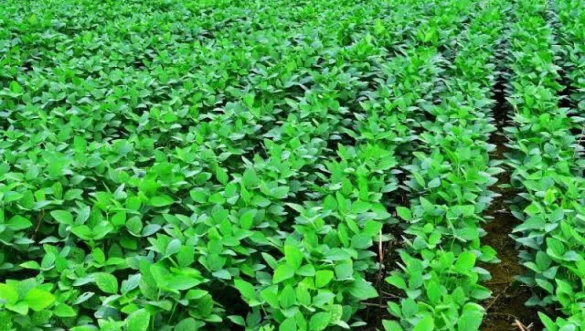 Maze Avadte Pik Soybean Nibandh:माझे आवडते पीक: सोयाबीन